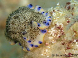 Nudibranch (Armina Sp. 7) feeding on soft coral (Dendrone... by Brian Mayes 